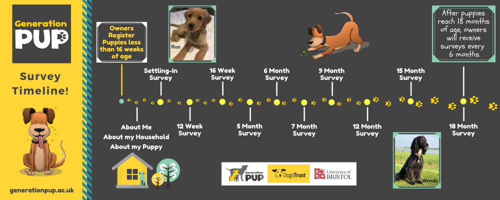 Timeline-questionnaires generation pup.png