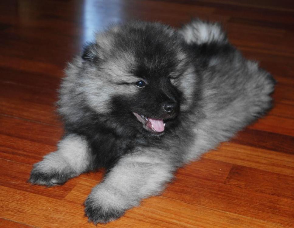18_Keeshond.thumb.jpg