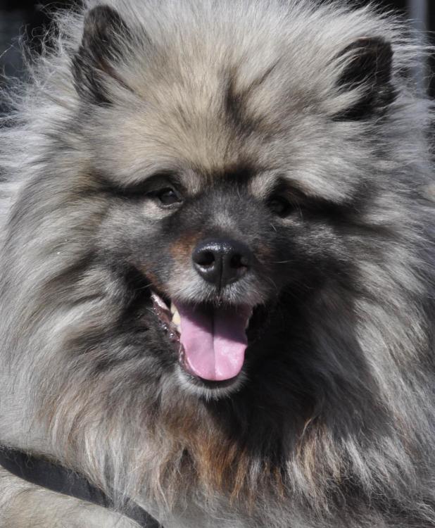 5_Keeshond.jpg