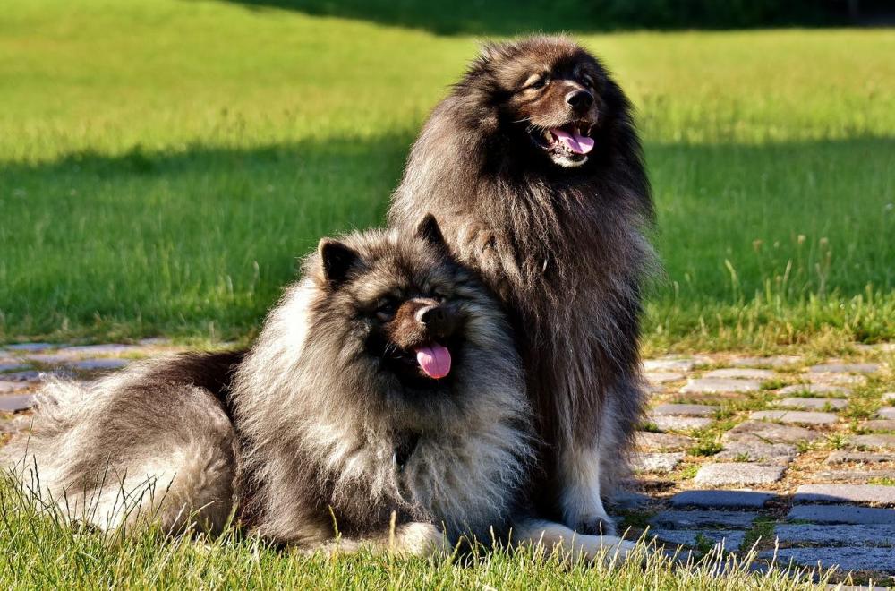 Dog-Breed-Long-Haired-Dogs-Pointed-Keeshond-Pet-2405877.jpg