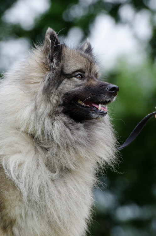 Keeshond-wolf-spitz-portrait.png