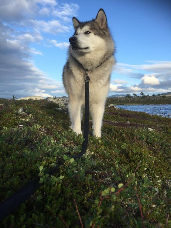 Dog-Sled-Dog-Femundsmarka-Norway-Alaskan-Malamute-1486709.jpg
