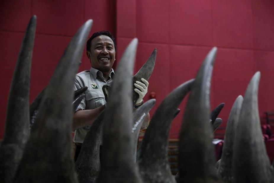 rhino horns2.jpg