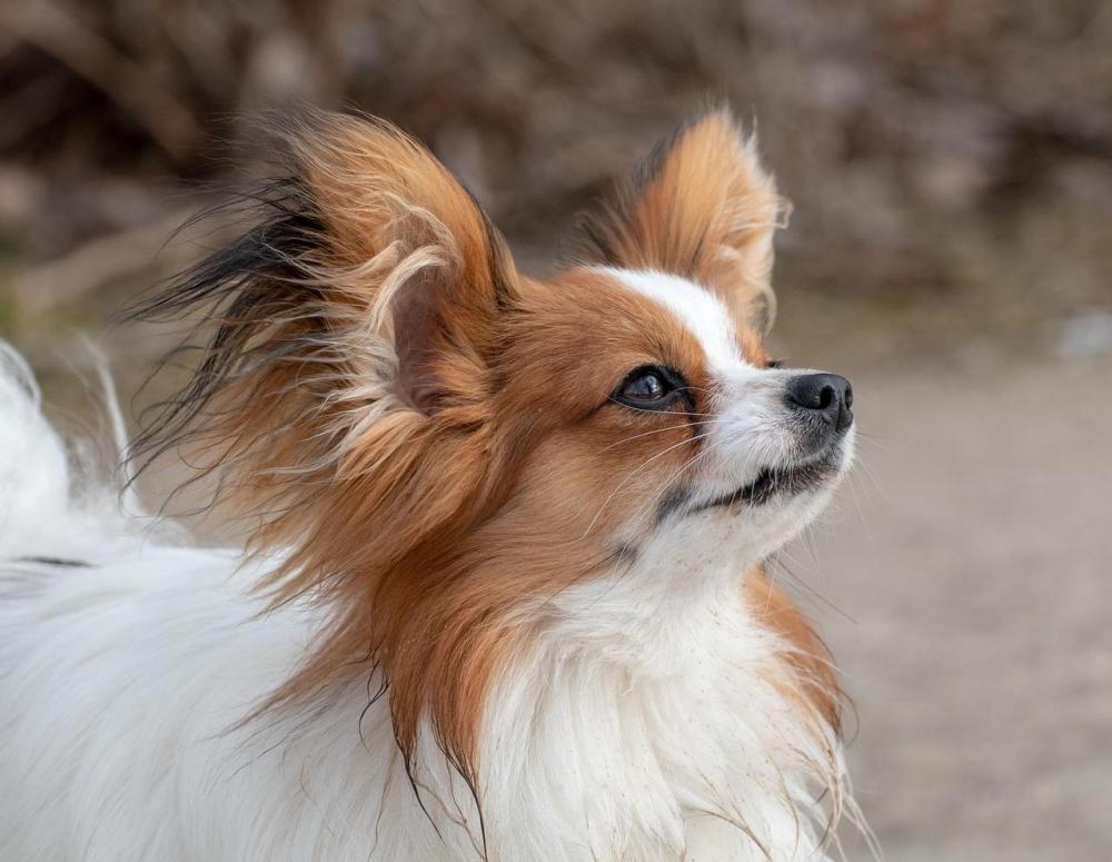 Papillon-Dwarf-Spaniel-Butterfly-Dog-Dog-Pet-4025495.jpg