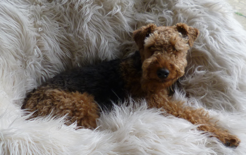 hector-welsh-terrier-410690.png