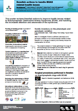 More information about "Swedish actions to improve health issues related to Brachycephalic Obstructive Airway Syndrome, BOAS, and handling"