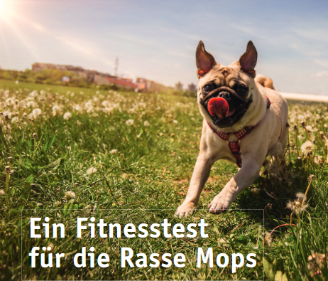 fitnesstestformopsflyer2-vdh.png