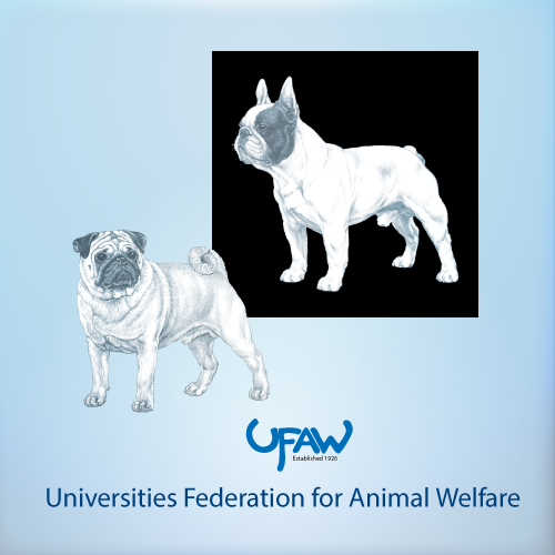 Assessment of welfare in brachycephalic dogs