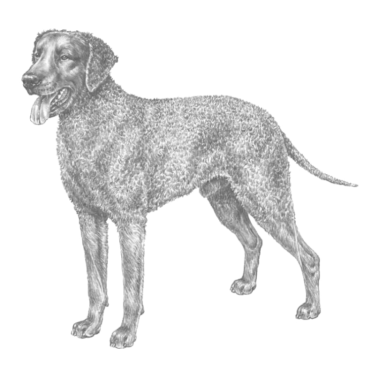 curly-coated-retriever-800x800-fci110.png