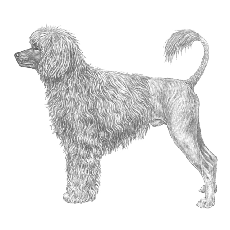 portuguese-water-dog-800x800-fci37.png