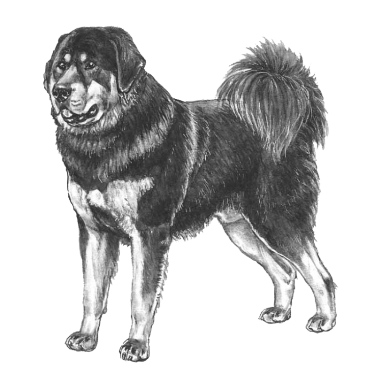 tibetan-mastiff-800x800-fci230.png