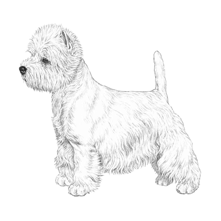 west-highland-white-terrier-800x800-fci085.png