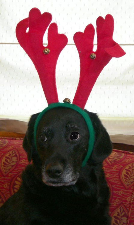 thumbnail_image002_Piper at xmas.png
