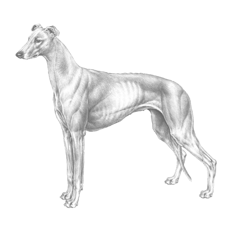greyhound-800x800-fci158.png