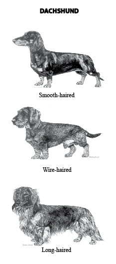dachshund19.png