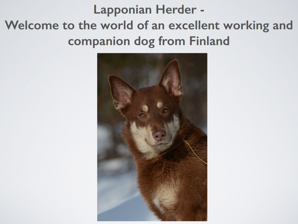 lapponian-herder-judgesguide-fci.png
