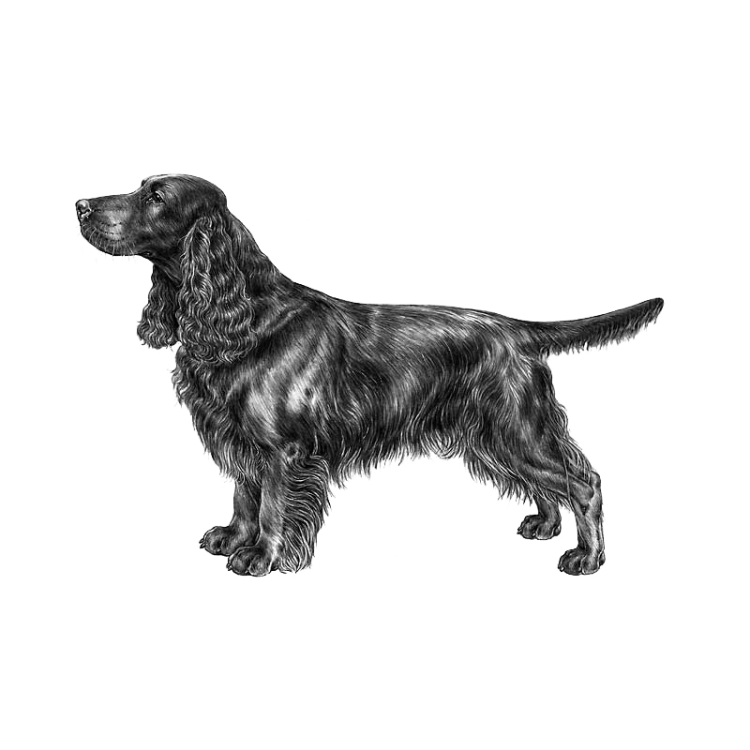 field-spaniel-800x800-fci123.png