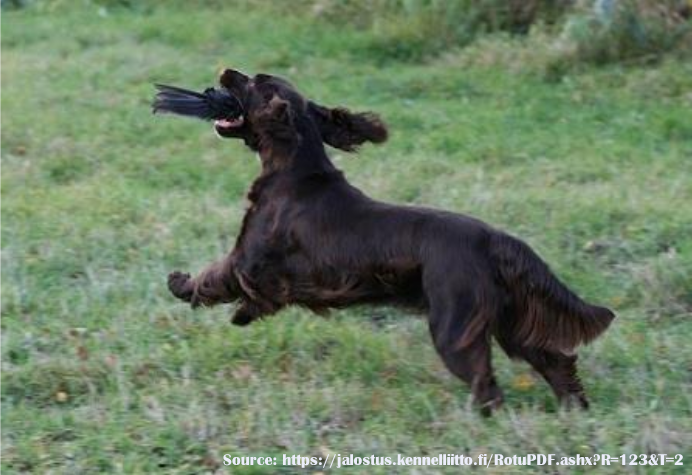 fieldspaniel-jto.png