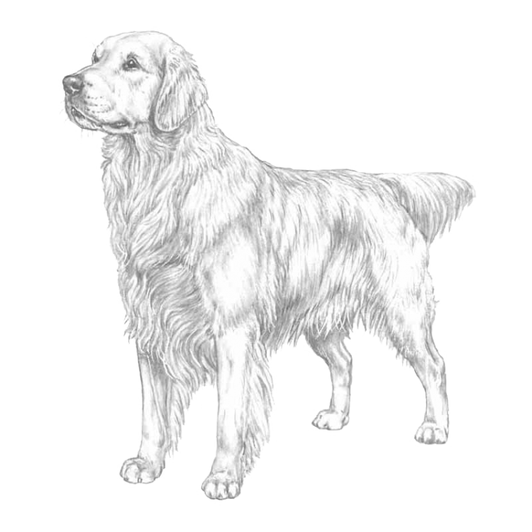 golden-retriever-800x800-fci111.png