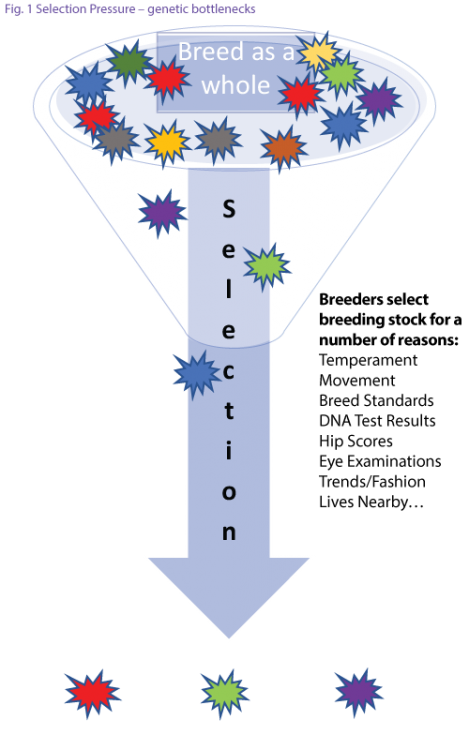 selection-pressure.png
