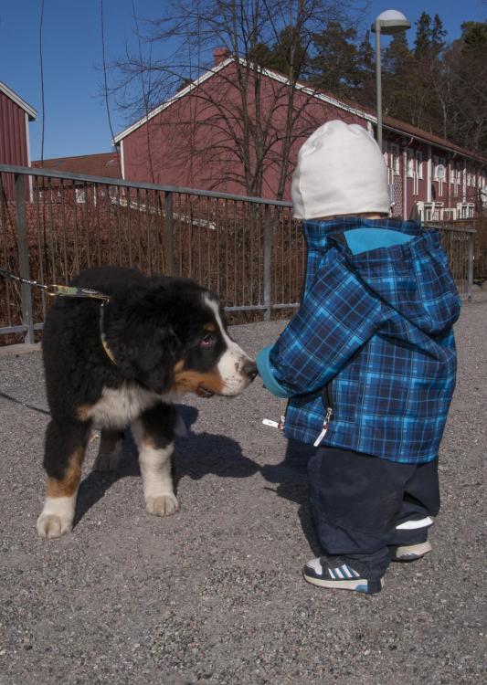 Berner and kid.jpg