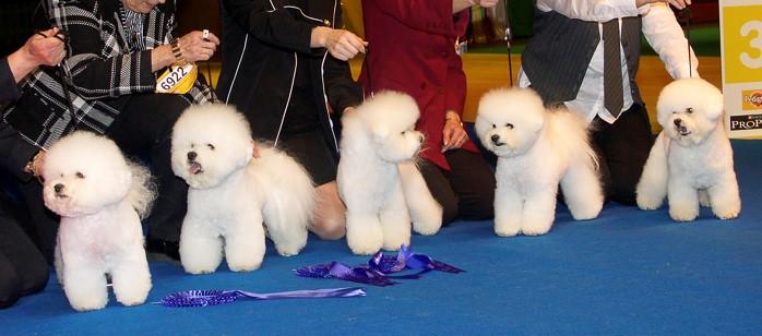 Not all puppies from health-tested parents will be healthy!