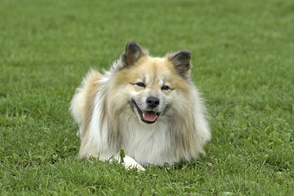 IPFD and DogWellNet 2019-2020: Looking Back and Moving Forward