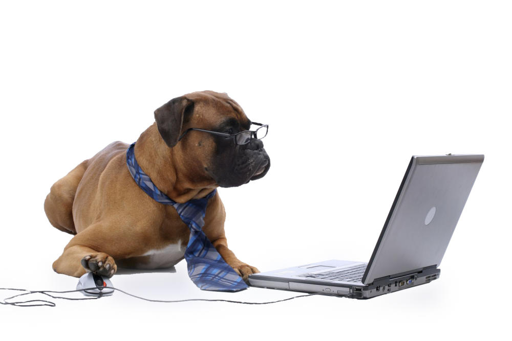 boxer-at-computer-trans.png