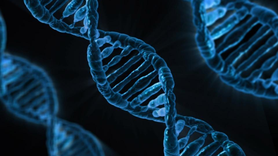 Genetic Diversity: The Big Picture and Challenging Issues