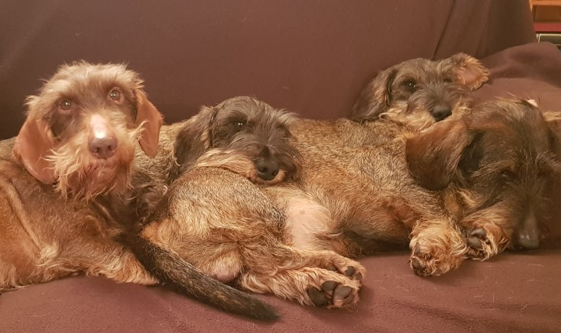 Breeding policies and management of pedigree dogs in 15 national kennel clubs