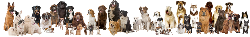 transparentdogline.png