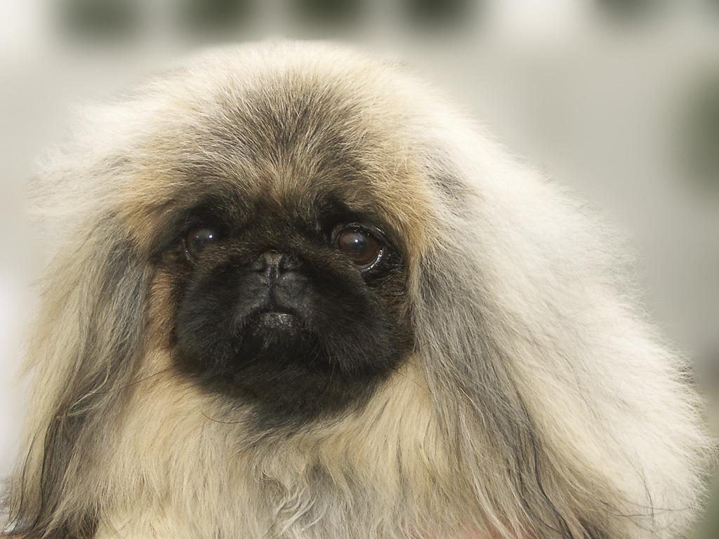 Consequences and Management of Canine Brachycephaly in Veterinary Practice: Perspectives from Australian Veterinarians and Veterinary Specialists