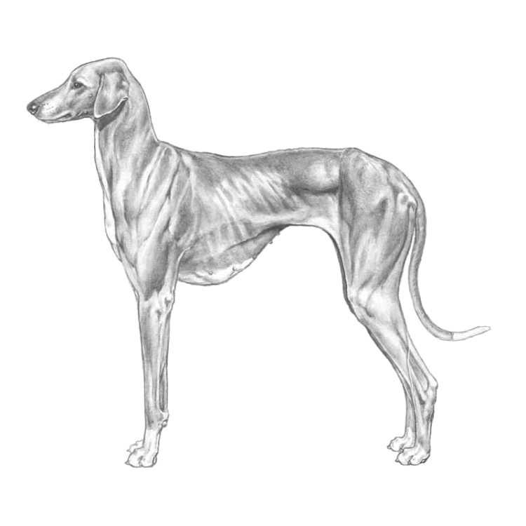 azawakh-800x800-fci307.png