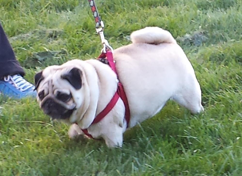 Chicago Pug crop.jpg