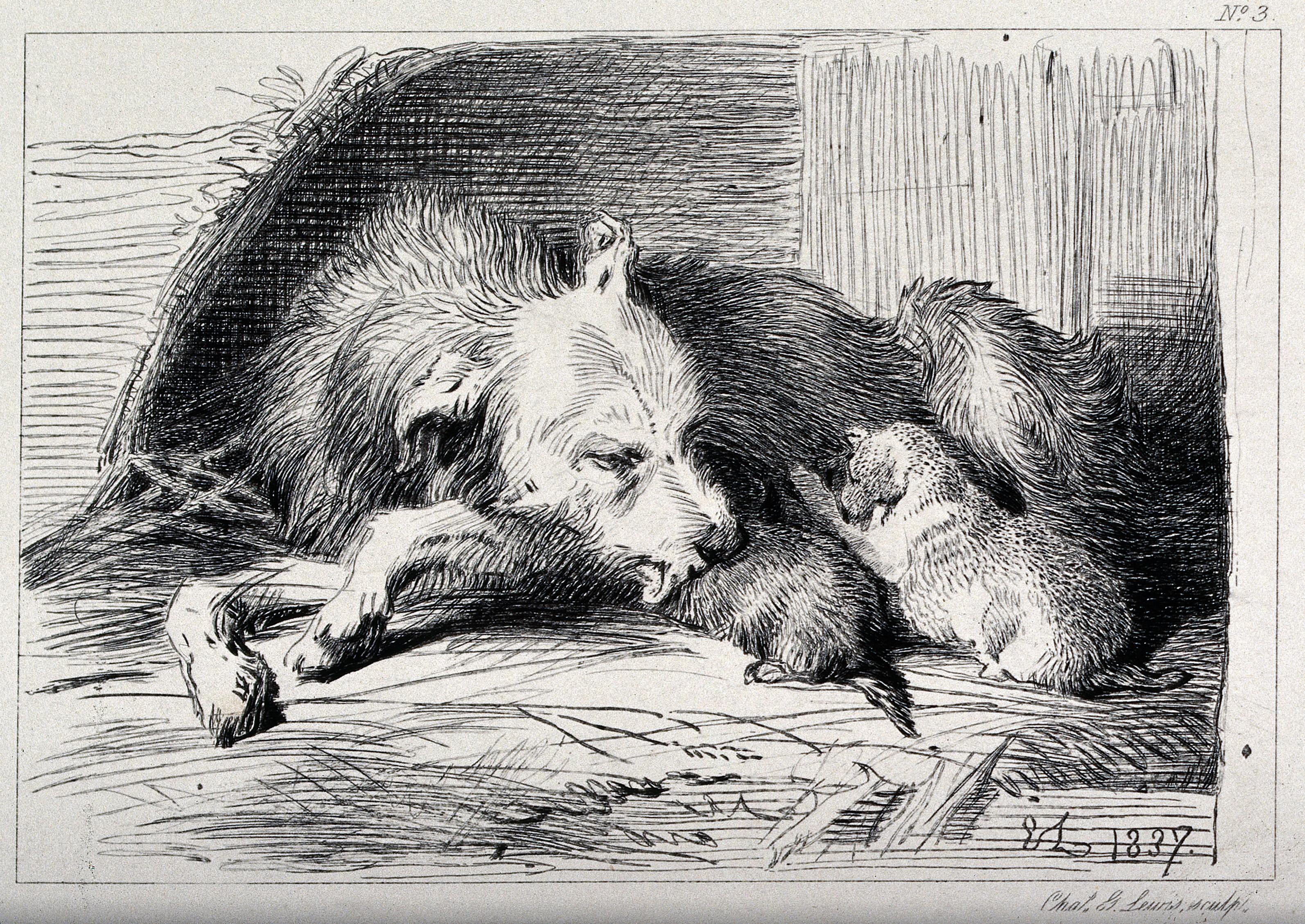 Dr. Paul McGreevy and the Complexities of Animal Welfare