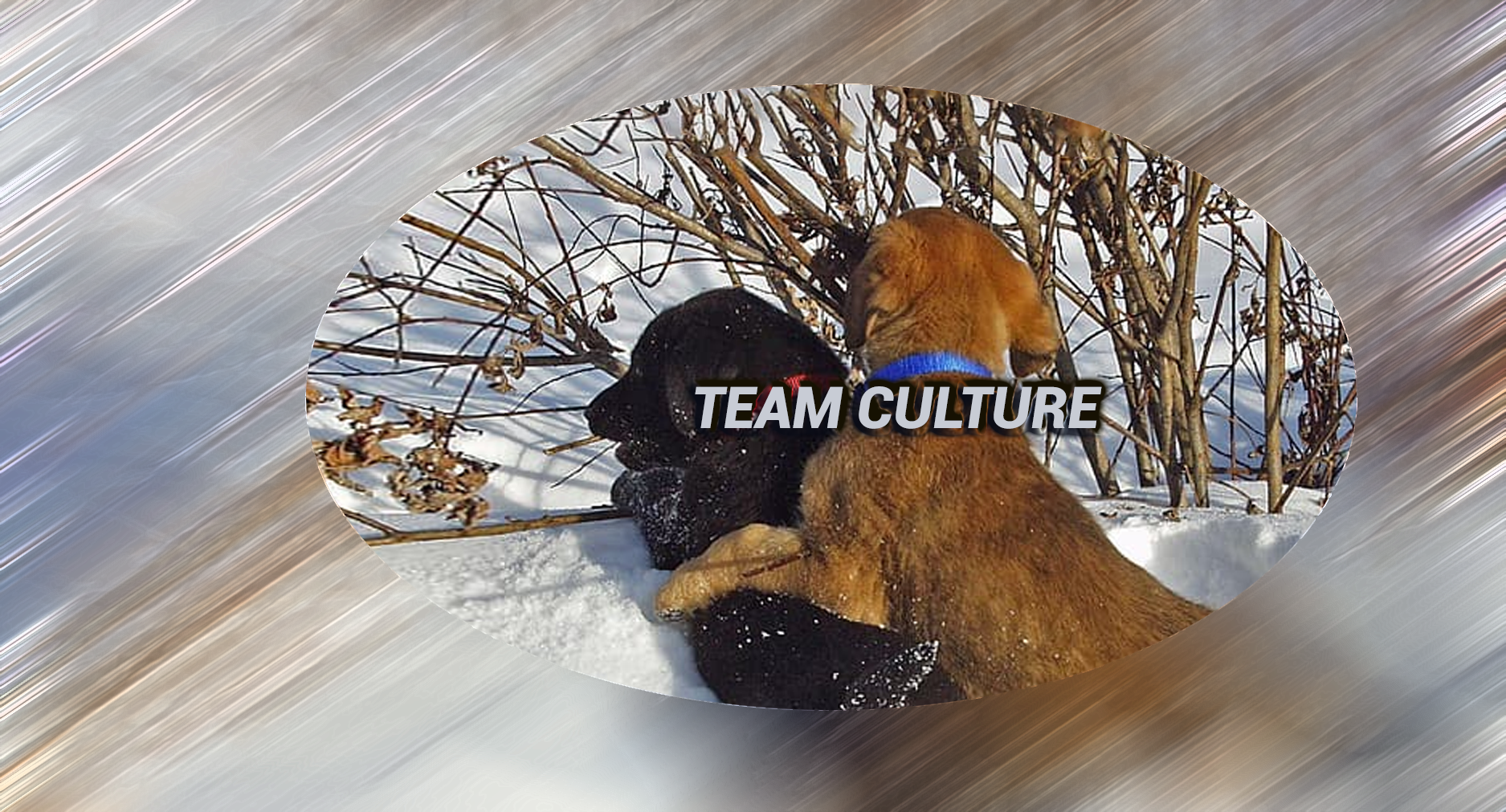 Metrics, Process and CULTURE! Impacts on discussions on health and welfare of dogs
