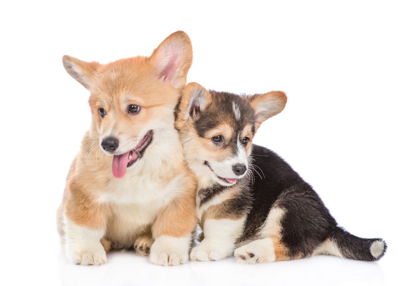 welsh-corgi-pups.png