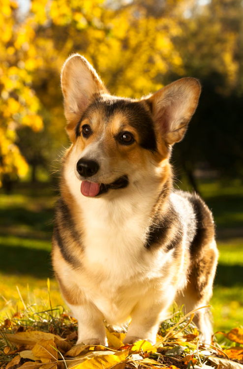 pembroke-welsh-corgi-to WSAVA.png