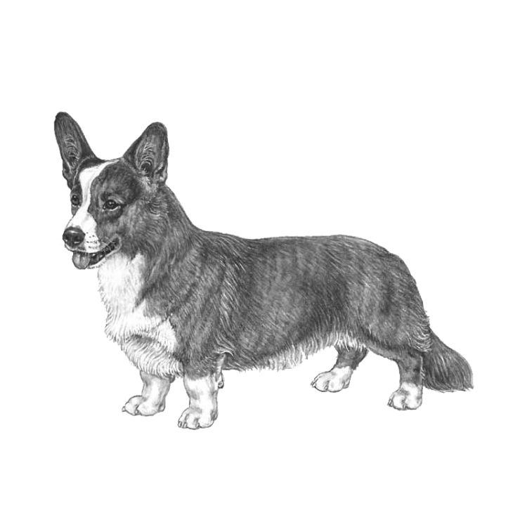 cardigan-welsh-corgi-800x800-fci38.png