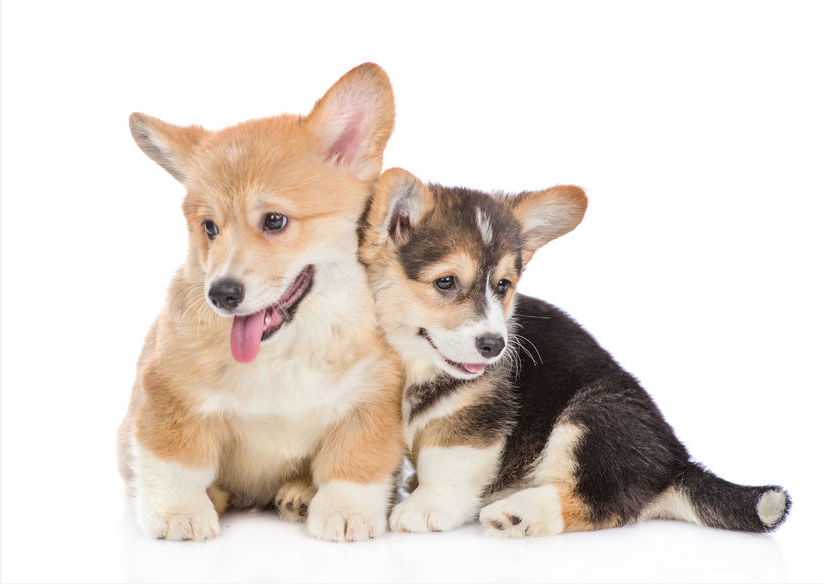 corgis-pups-to-WSAVA.png