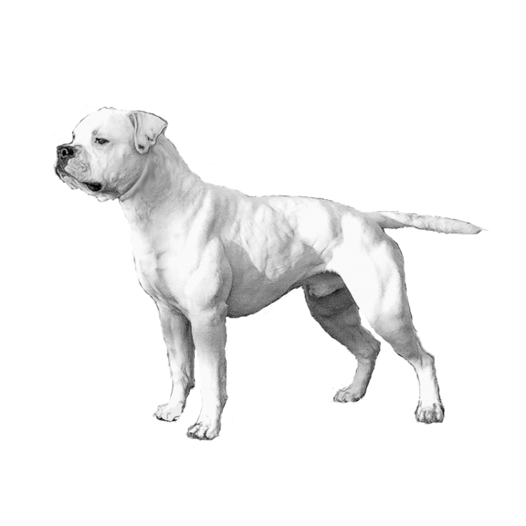 american-bulldog-800x800.png