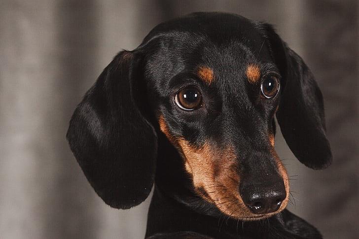 dog-dachshund-studio-animal-preview.jpg