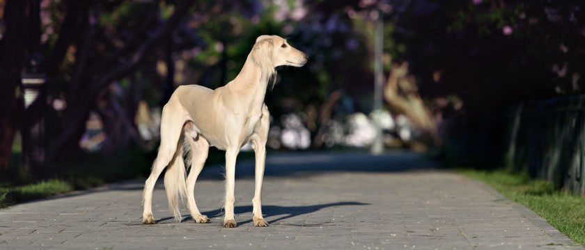 Saluki-WSAVA-image crop.jpg