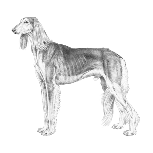 Saluki.png