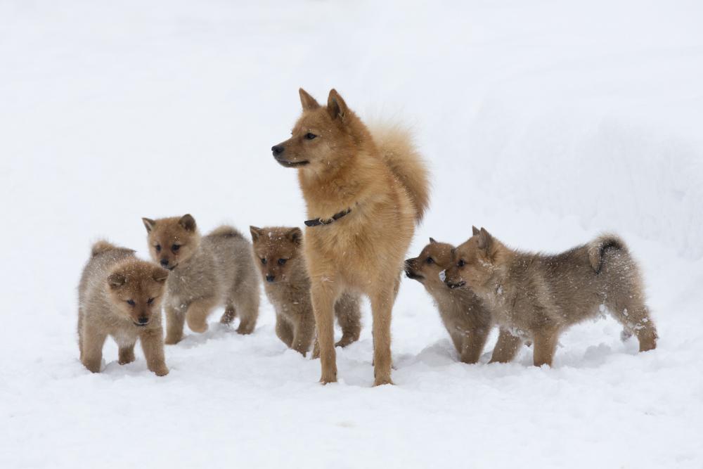 Finn spitz and puppies.jpg