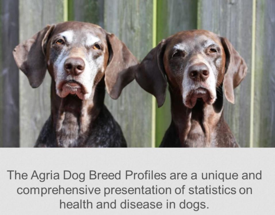 agria dog breed profiles.JPG
