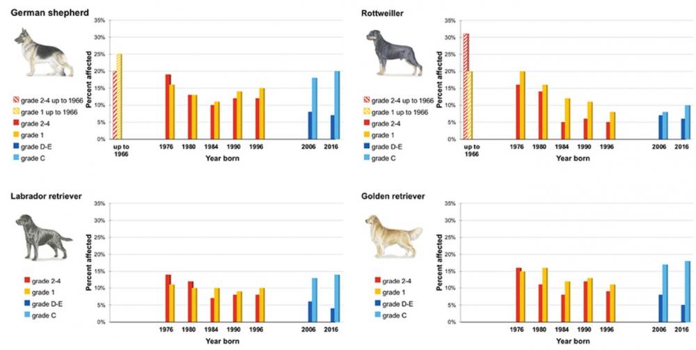 skk hip study 2020.JPG