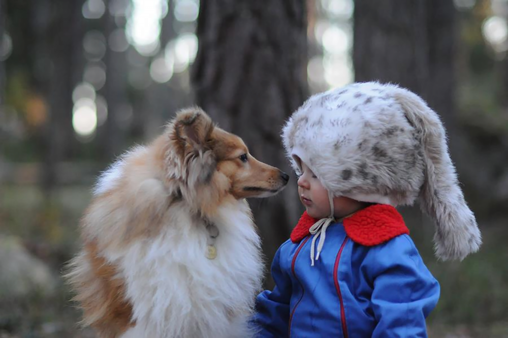 kid-and-sheltie3_ann.png