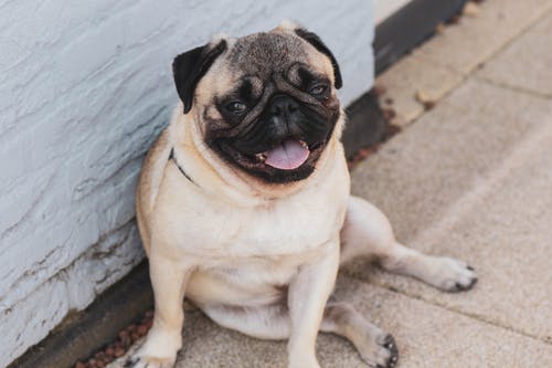 free pug pic.jpeg