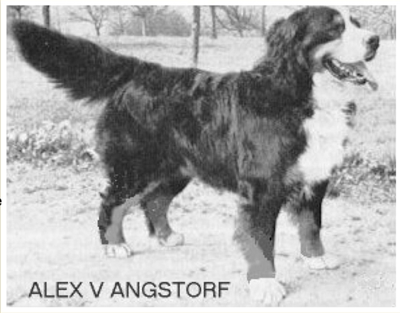 bmd alex v angsdorf.png